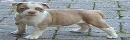 Amerikaanse Bulldog honden te koop: Mooie Amerikaanse Bulldog pups  - Advertentie 24
