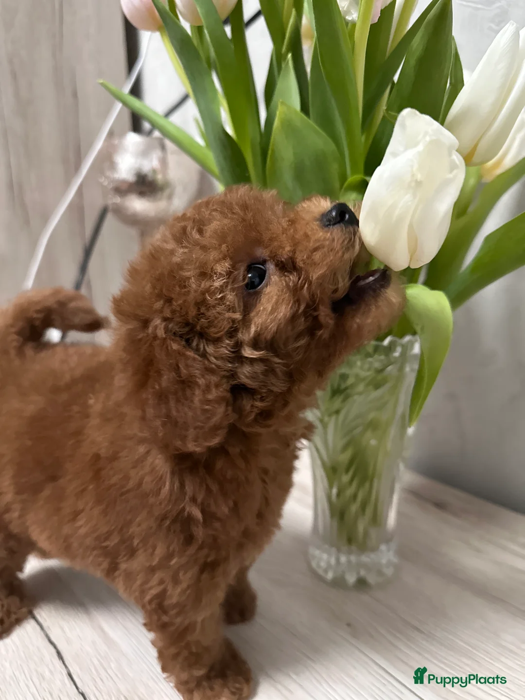 Poedel Toy honden te koop: Schattige Toy Poedel puppy’s in rode (red) kleur - Advertentie 5