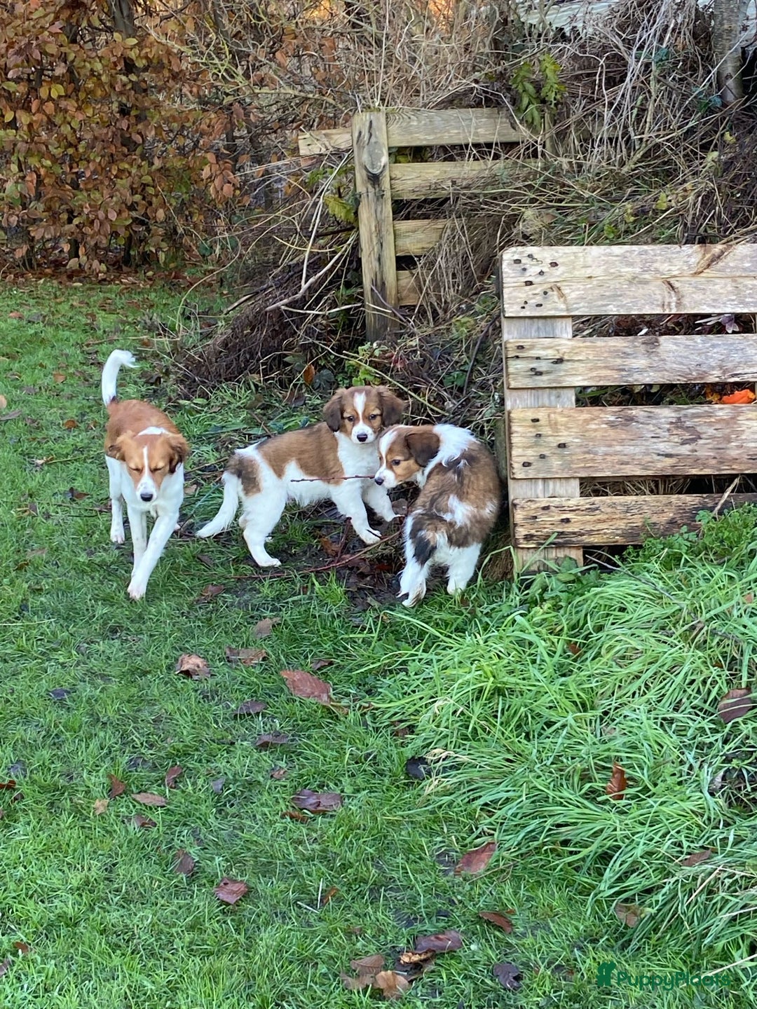 Kooikerhondje honden te koop: Prachtige kooikerpup, reutje - Advertentie 7