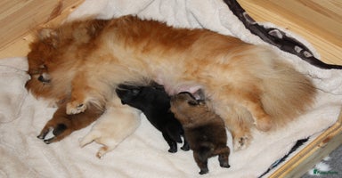 Pomeriaan honden - Advertentie 2