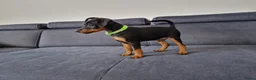 Dwergpinscher honden te koop: Dwergpinscherpuppy's - Advertentie 2