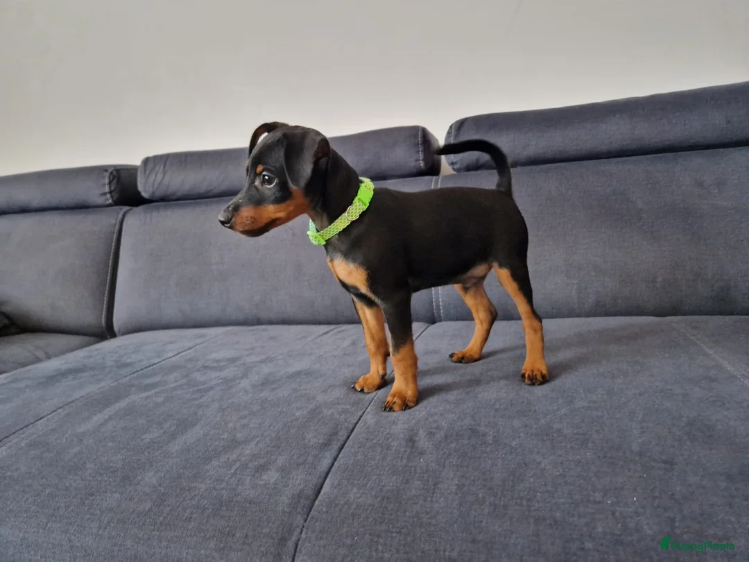 Dwergpinscher honden te koop: Dwergpinscherpuppy's - Advertentie 2