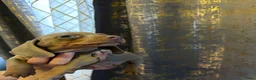Teckel (korthaar)  honden te koop: Merle teckel pupjes. - Advertentie 5
