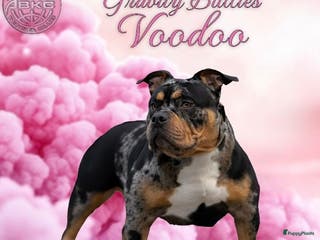 Amerikaanse Bully honden American Bully pocket pup verwacht - Advertentie 12