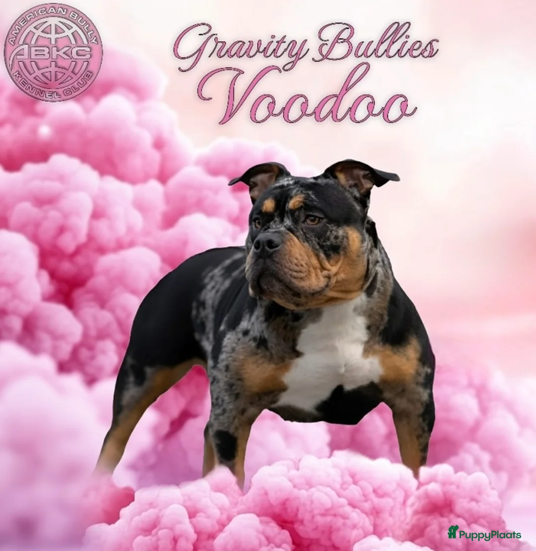 Amerikaanse Bully honden te koop: American Bully pocket pup verwacht  - Advertentie 1