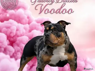 Amerikaanse Bully honden American Bully pocket pup verwacht - Advertentie 2