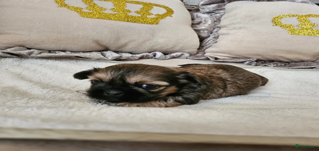 Galerij afbeelding {{count}}