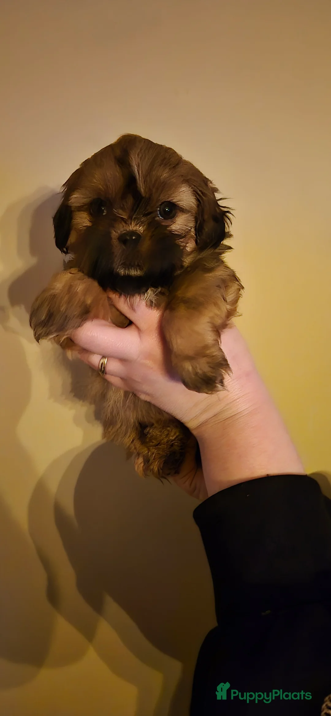 Shihpoo honden te koop: Shipoo pups  - Advertentie 13