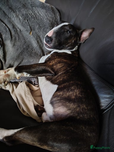 Galerij afbeelding {{count}}