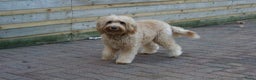Labradoodle honden ter adoptie: labradoodle F 3 medium  - Advertentie 6