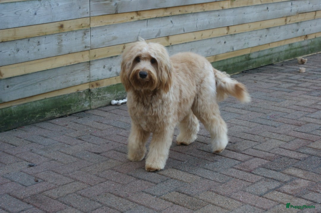 Labradoodle honden ter adoptie: labradoodle F 3 medium  - Advertentie 6