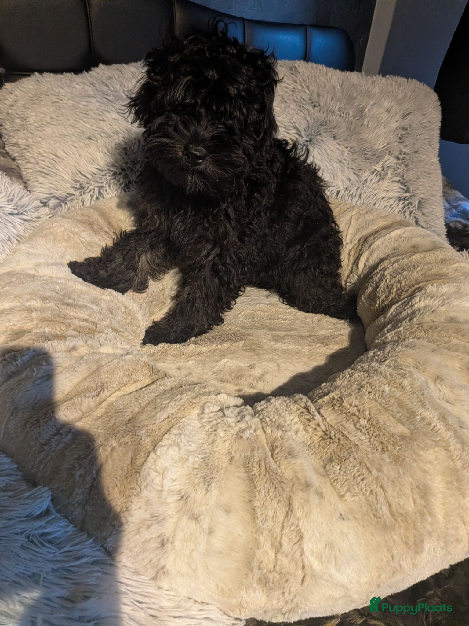Labradoodle honden Toy Poedel 🐕 Doodle Mini 🐕 OudersGetest ! - Advertentie 1