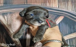 Australian Labradoodle honden te koop: Australian labradoodle Backcross micro/mini - Afbeelding 22
