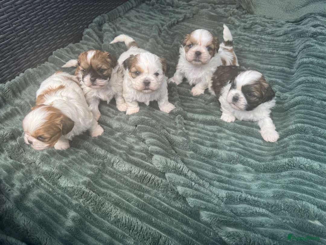 Shih Tzu honden te koop: raszuivere Shih Tzu-puppy's🐶 - Advertentie 1