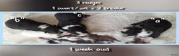 Border Collie honden te koop: Prachtige, Border Collie pups, 100% raszuiver! - Advertentie 12