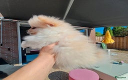 Pomeriaan honden te koop: Kleine pomeriaan  in Houten - Afbeelding 1