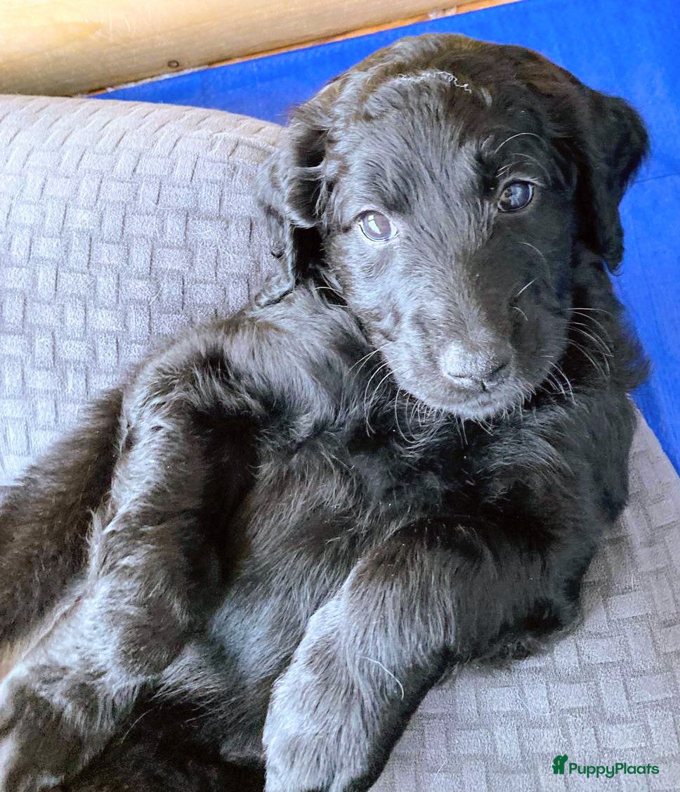 Labradoodle honden te koop: Labradoodle puppies  - Advertentie 7