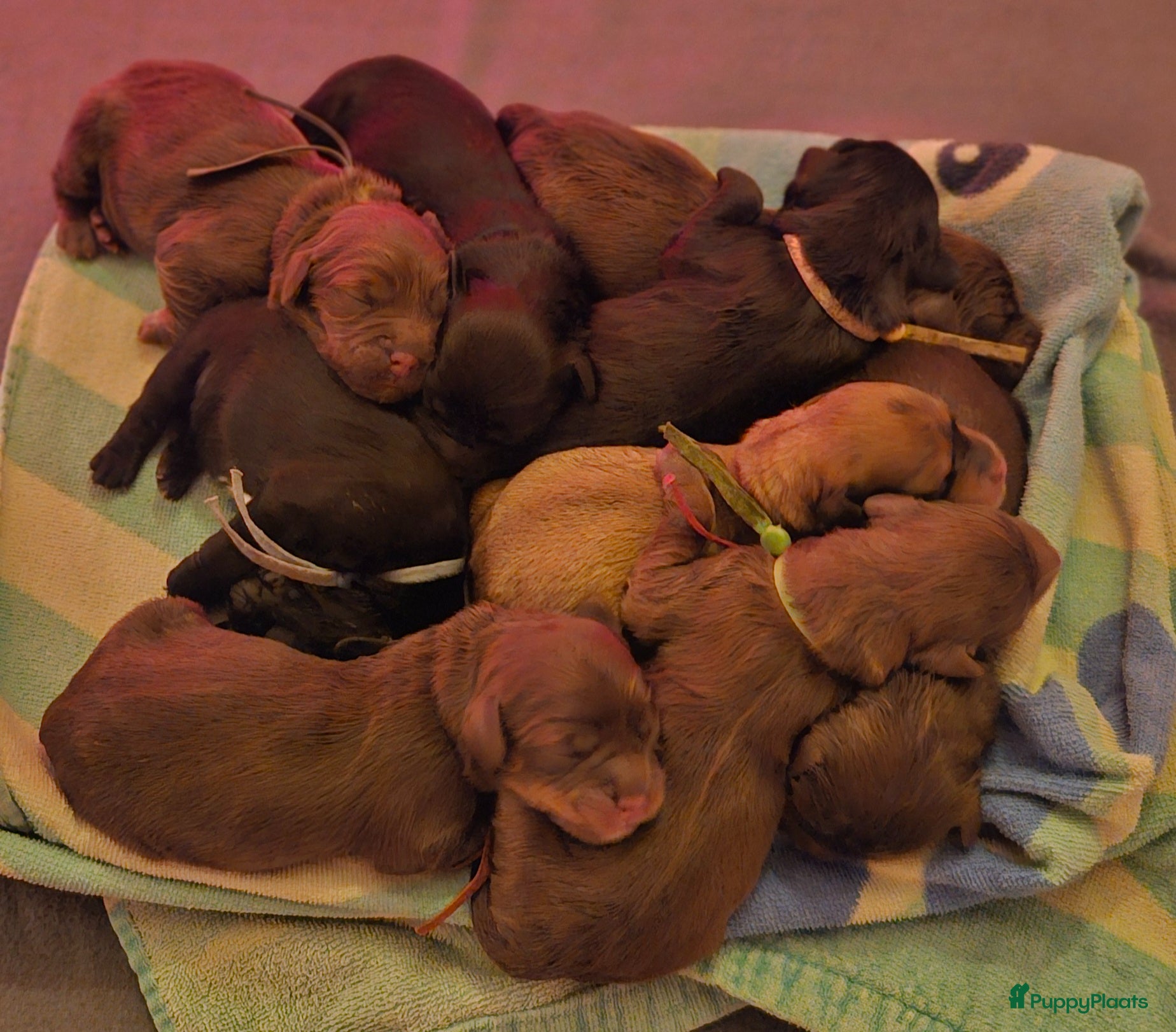 Kruising honden 9 supermooie pups!!! Labradoodle/goldend - Advertentie 1