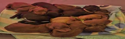 Kruising honden te koop: 9 supermooie pups!!! Labradoodle/goldend - Advertentie 2