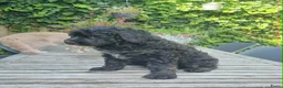 Australian Labradoodle honden te koop: Australian Labradoodle pups - Advertentie 10