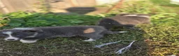 Border Collie honden te koop: Prachtige Lilac en Blue border collie pups - Advertentie 27