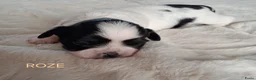 Kruising honden te koop: Mooie Boomer pups - Advertentie 7