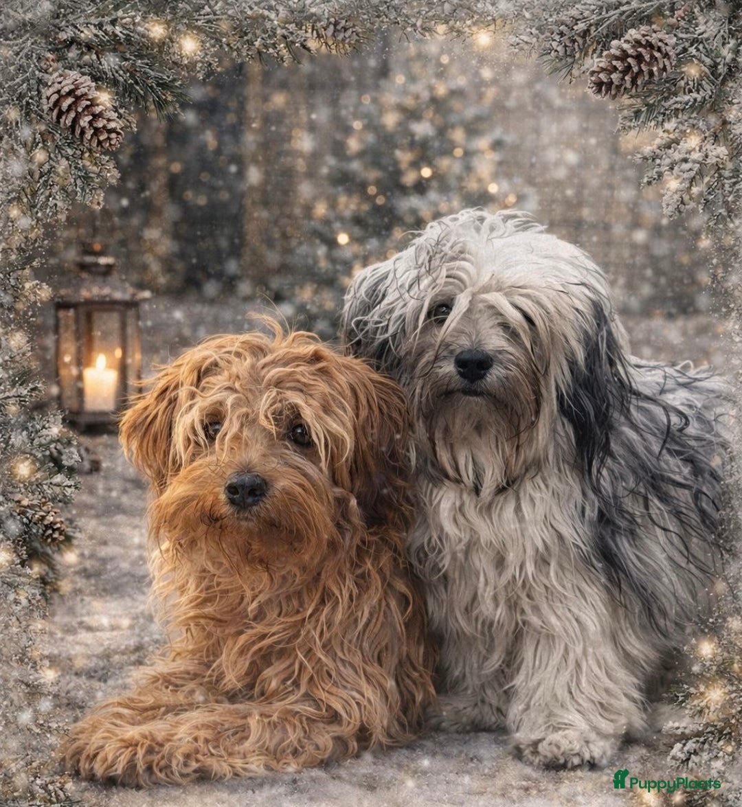 Bolonka Zwetna honden te koop: Bolonka Zwetna pups - kleine knuffels - Advertentie 1