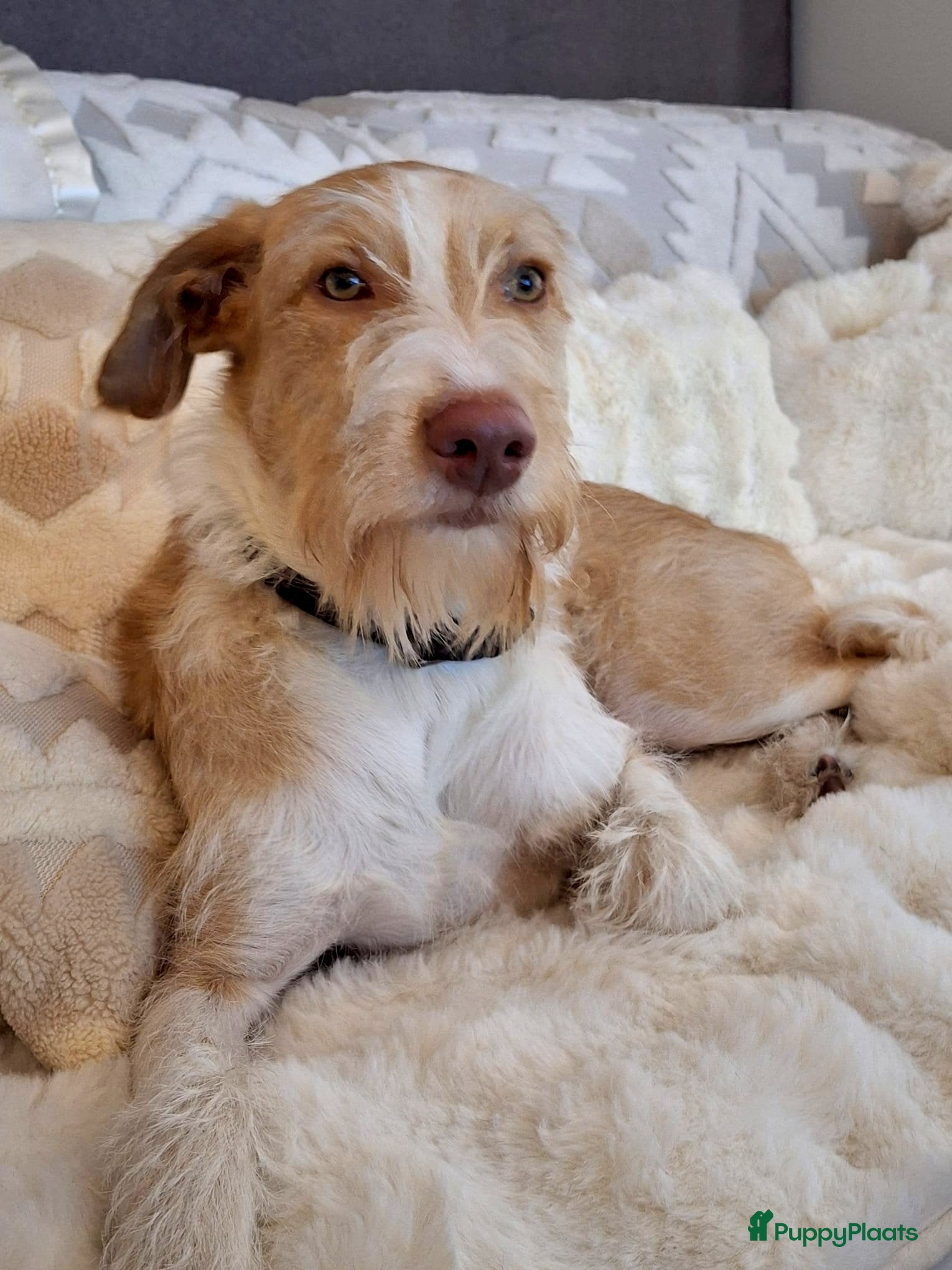 Kruising honden Balie  zoekt een gouden mandje  - Advertentie 2