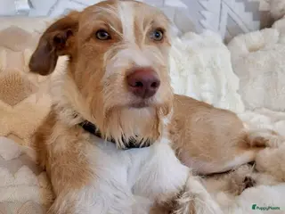 Kruising honden Balie zoekt een gouden mandje - Advertentie 2