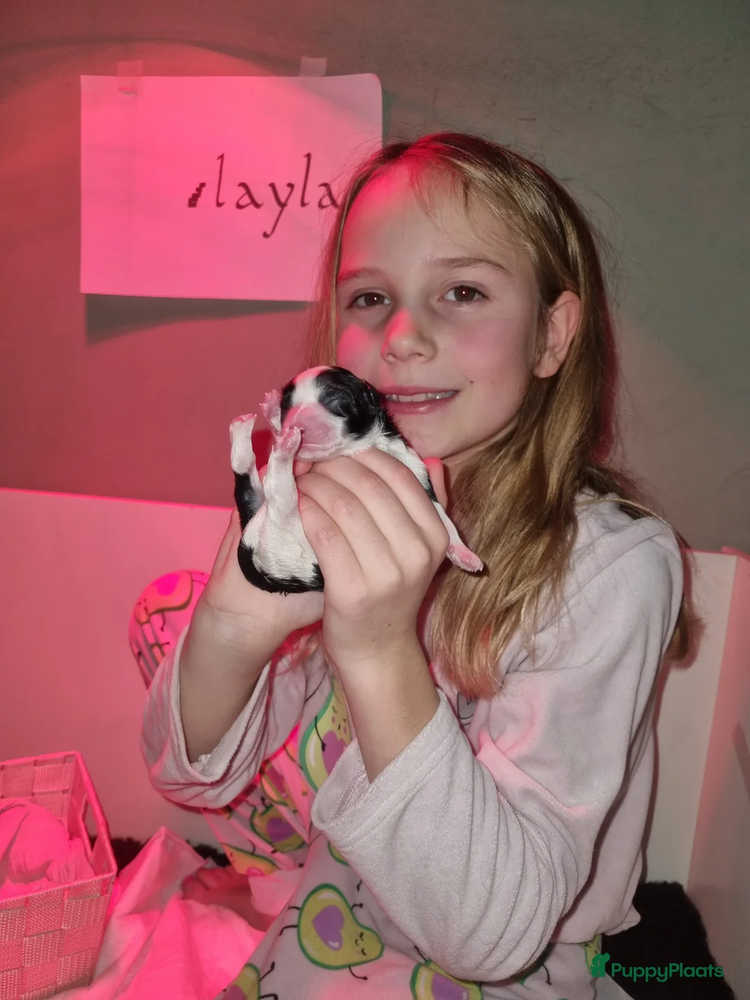 Maltipoo honden te koop: Prachtige Maltipoo pups - Huiskamernestje - Advertentie 10