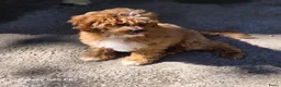 Cavapoo honden te koop: Cavapoo Pups - Advertentie 8