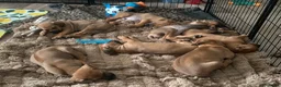 Rhodesian Ridgeback honden te koop: Rhodesian ridgeback pups - Advertentie 14