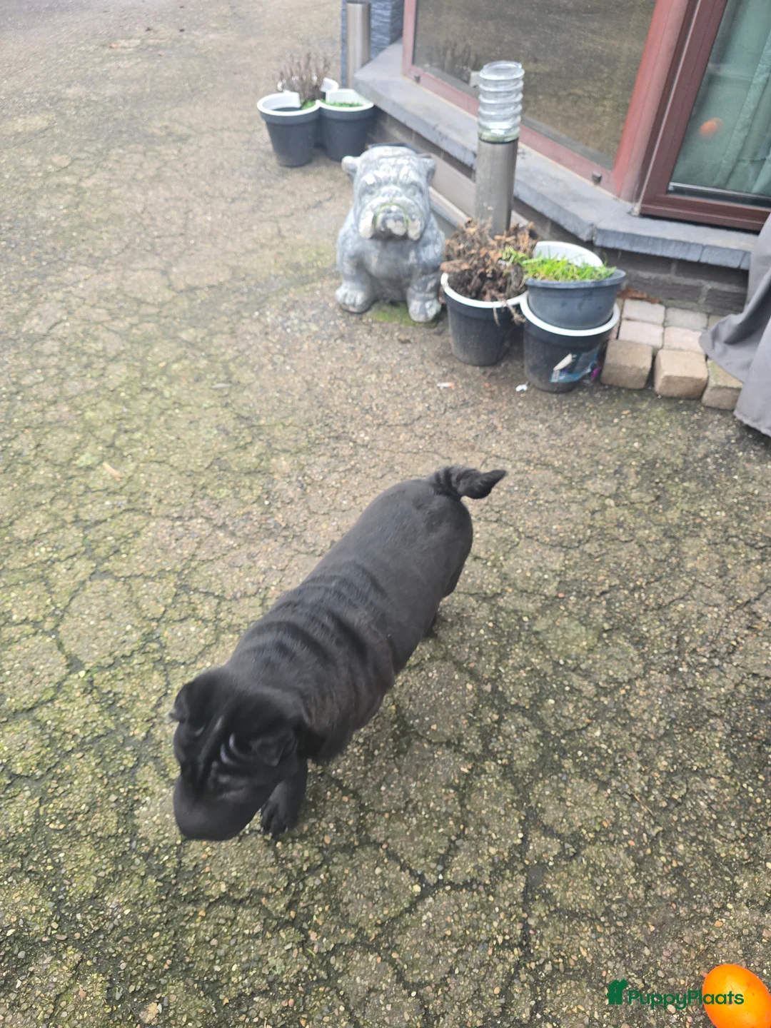 Shar Pei honden te koop:   Nog 2 mooie  sharpei    - Advertentie 4