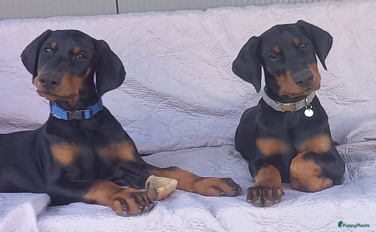 Dobermann honden - Advertentie 1