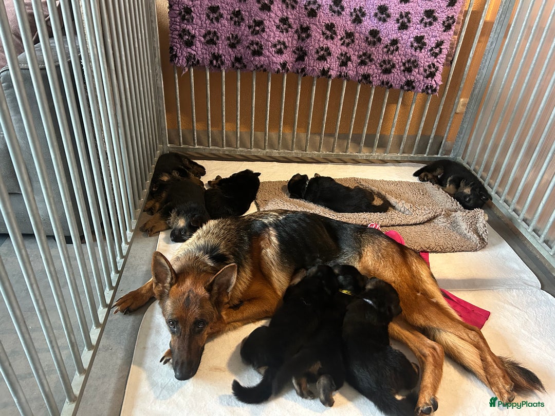 Duitse Herder honden te koop: Stamboom duitse herder reutje - Advertentie 2