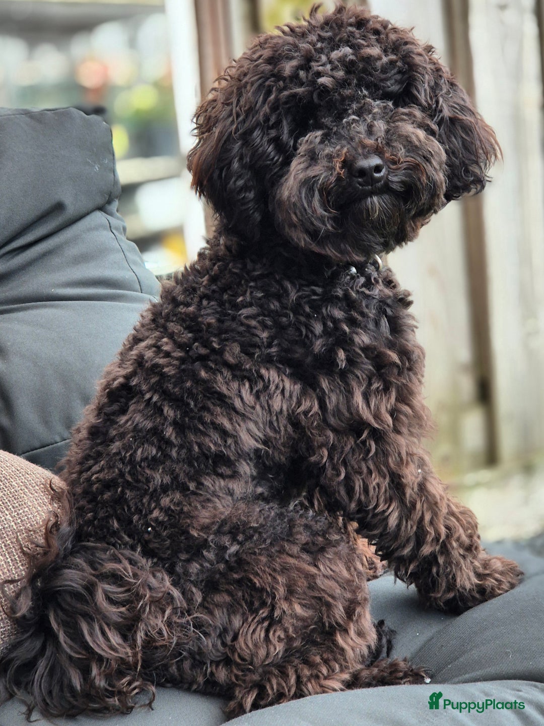 Poedel Toy honden ter dekking: Toypoedel, superlieve, fluffy dekreu 💙 - Advertentie 4