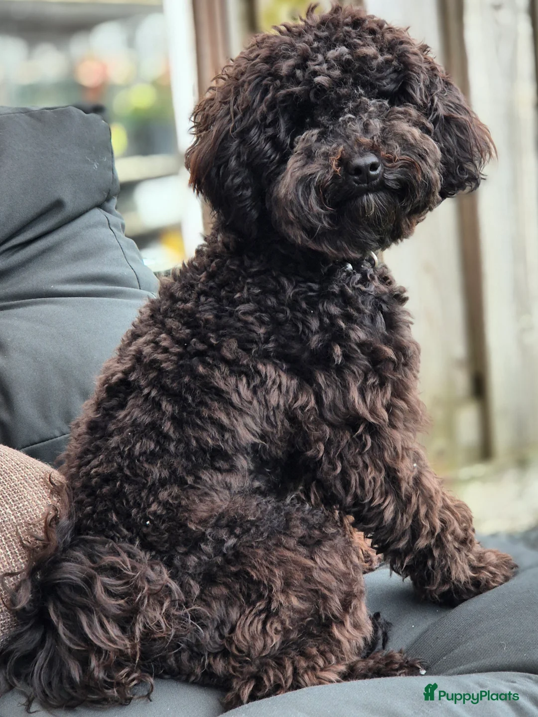 Poedel Toy honden ter dekking: Toypoedel, superlieve, fluffy dekreu 💙 - Advertentie 4