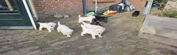 Labrador Retriever honden te koop: Prachtige blonde pups - Advertentie 2