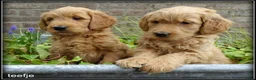 Goldendoodle honden te koop: Goldendoodle pups. Zie omschrijving. - Advertentie 11