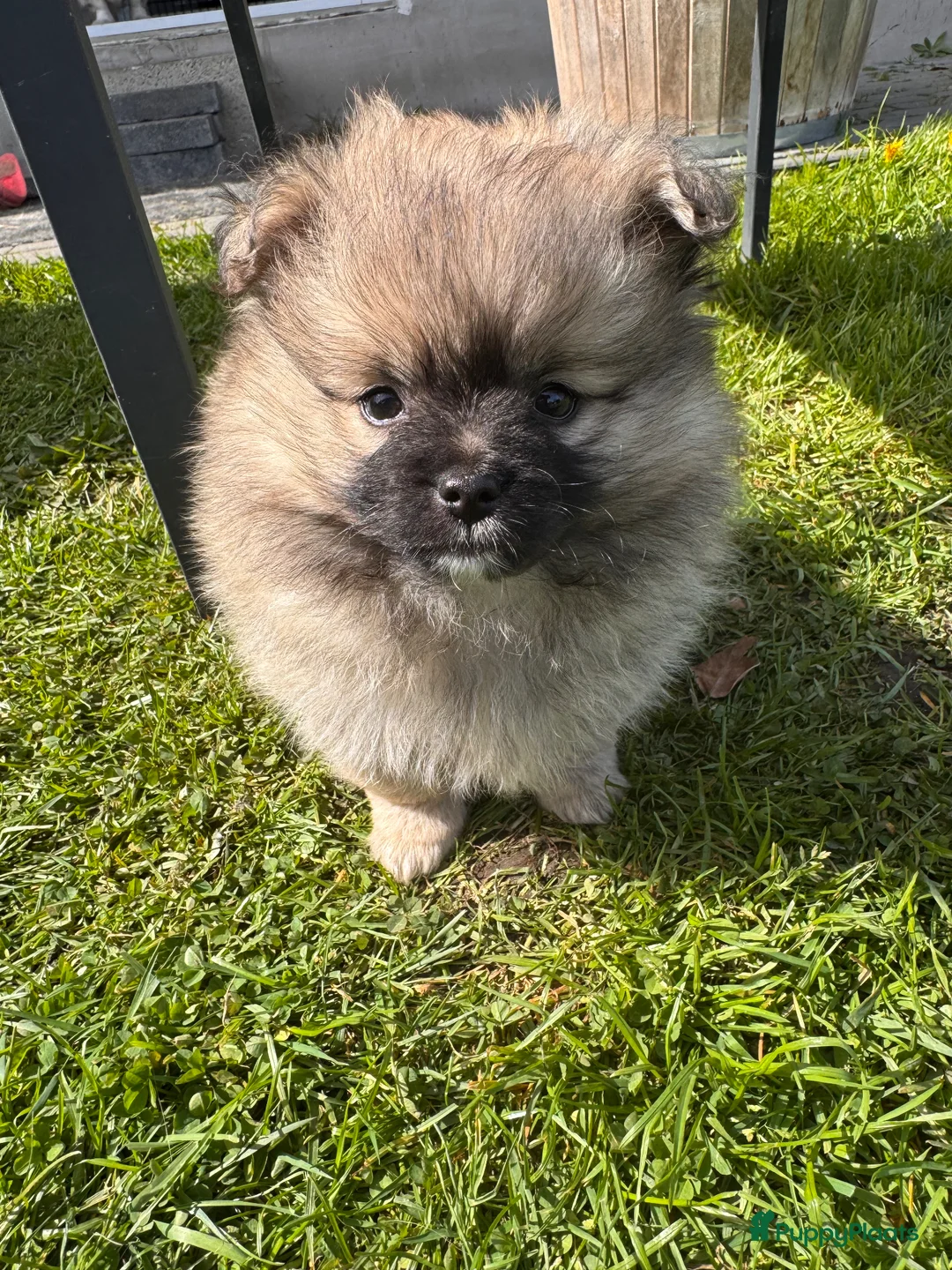 Kruising honden te koop: Pomeriaan mix puppy’s in Maastricht - Advertentie 2