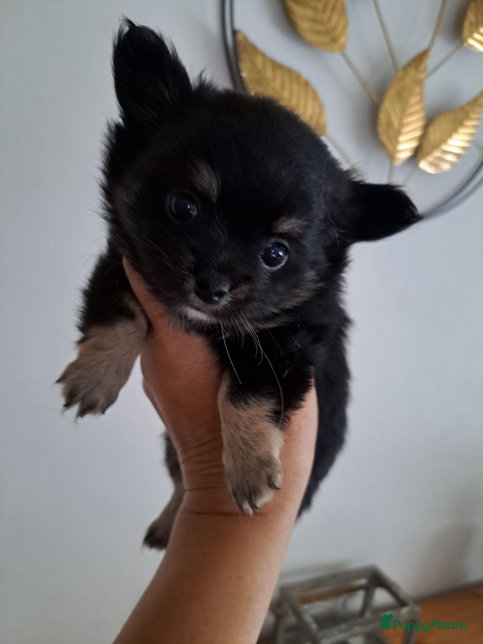Chihuahua honden Zeer mooie chihuahua pupjes  - Advertentie 1