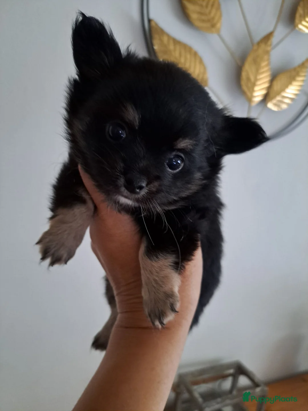 Chihuahua honden te koop: Zeer mooie chihuahua pupjes  - Advertentie 1