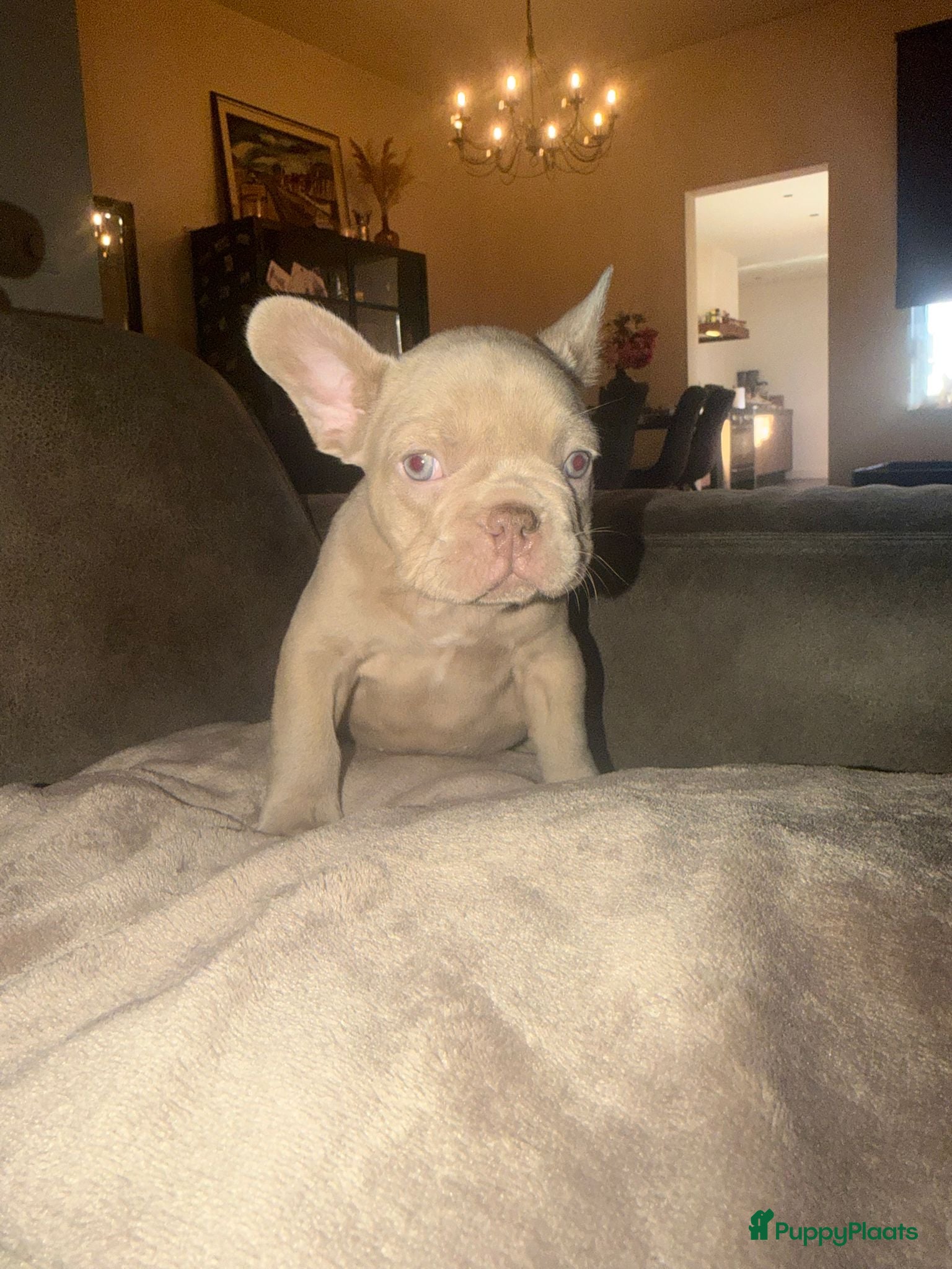 Franse Bulldog honden Mooie Franse bulldog pups lilac & blauw - Advertentie 1