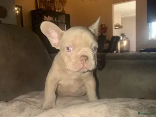 Franse Bulldog honden Mooie Franse bulldog pups lilac & blauw - Advertentie 1