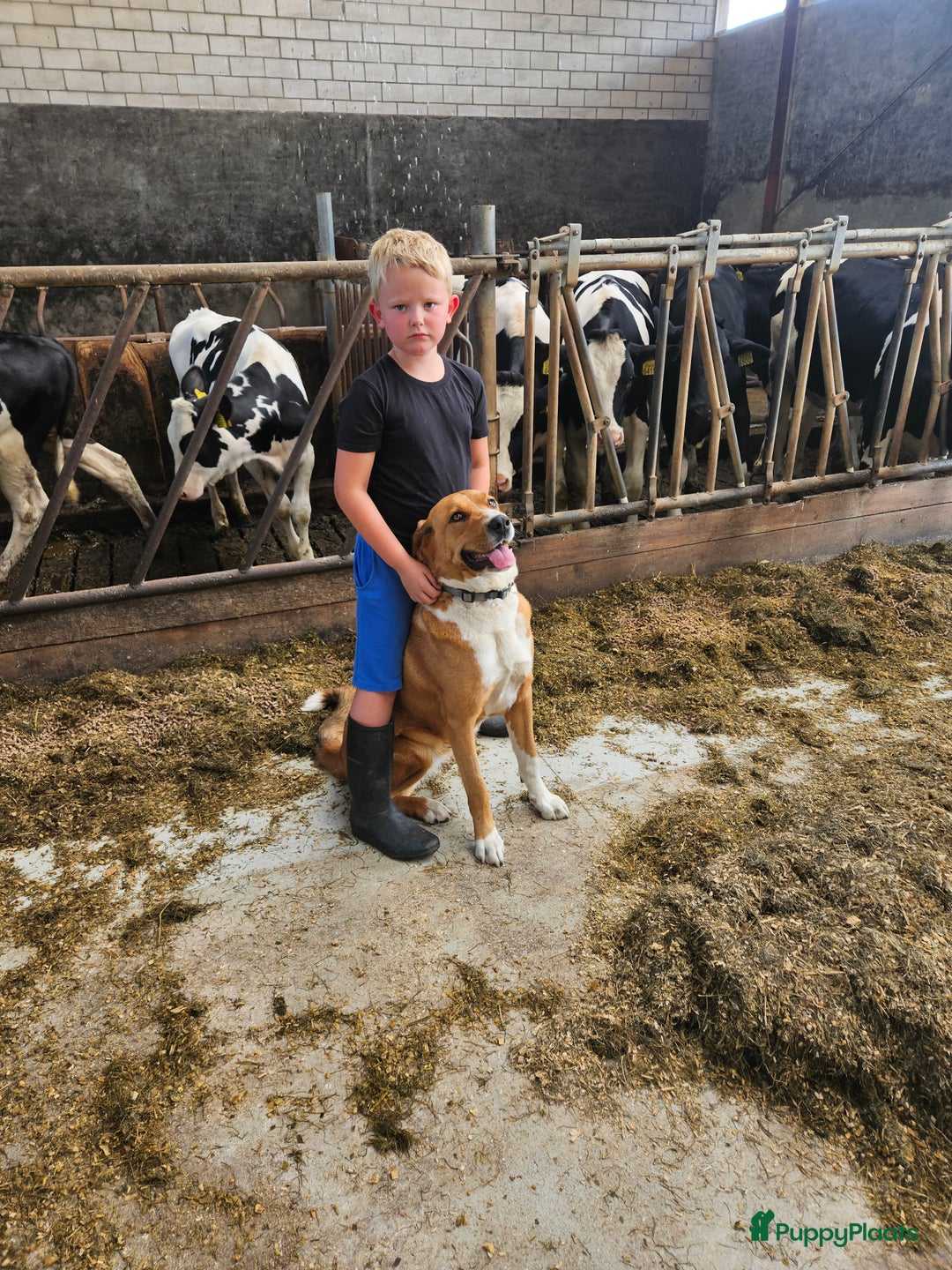 Kruising honden te koop: Grote zwitserse sennenhond x labrador pups - Advertentie 12