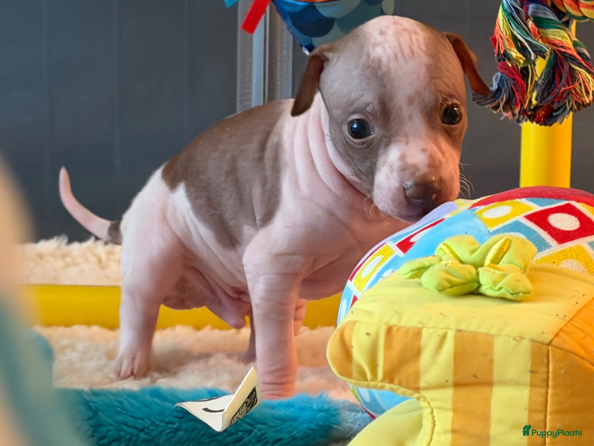 Amerikaanse Naakthond honden American hairless terrier / naakthond - Advertentie 2