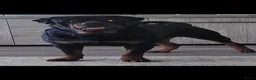 Rottweiler honden te koop: Rottweiler teef pup  - Advertentie 6