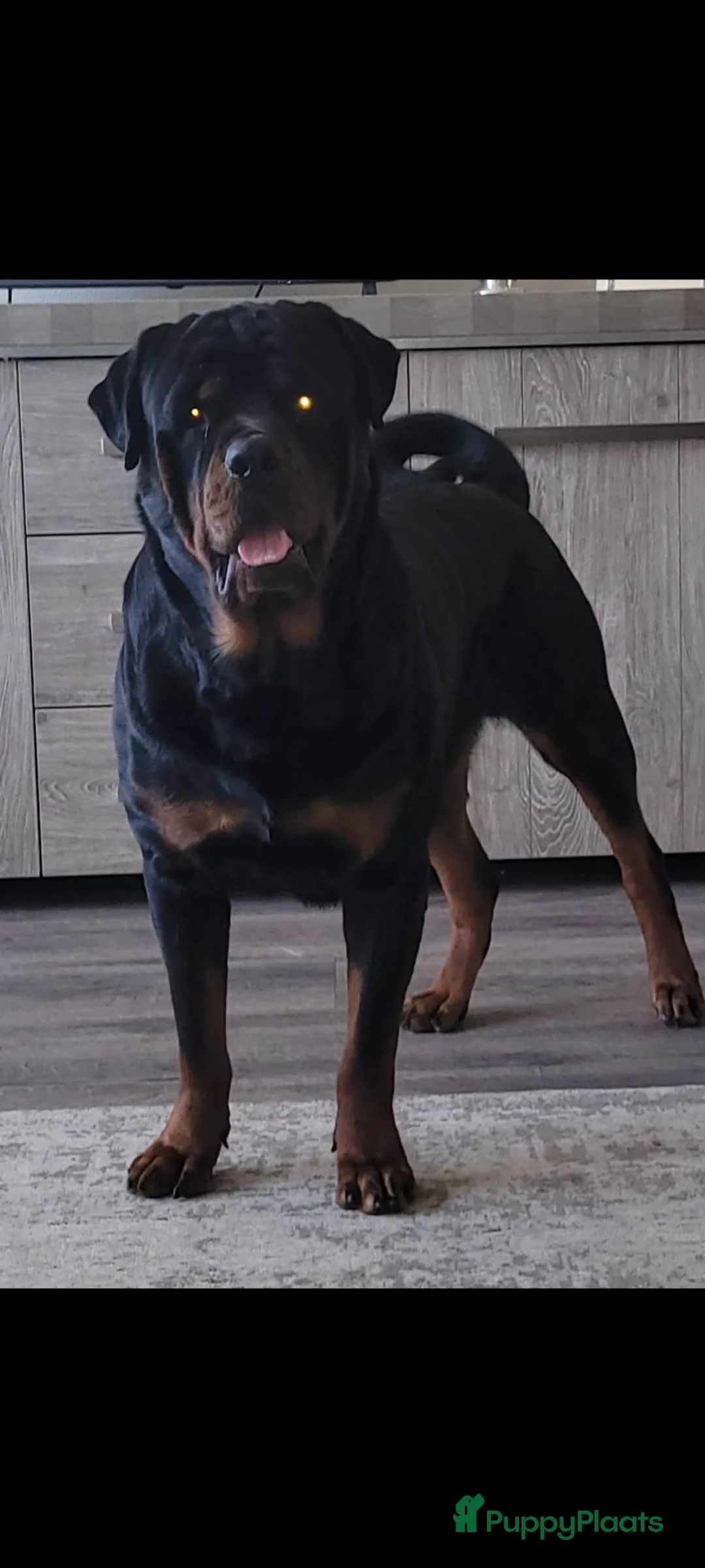 Rottweiler honden te koop: Rottweiler teef pup  - Advertentie 6