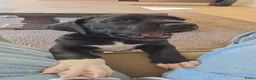 Duitse Dog honden te koop: Duitse dog teefje - Advertentie 4