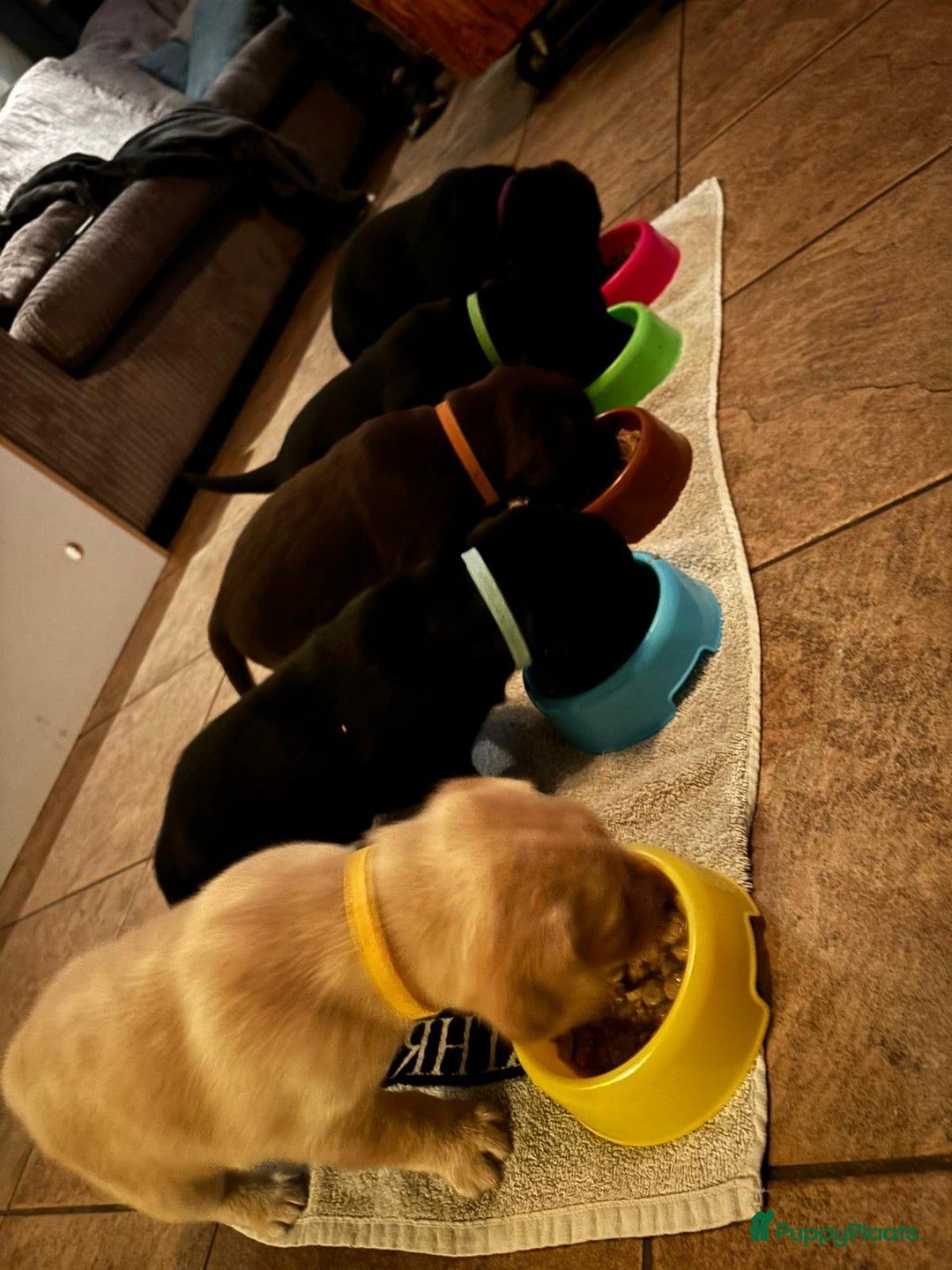 Labrador Retriever honden te koop: Labrador pups - Advertentie 12